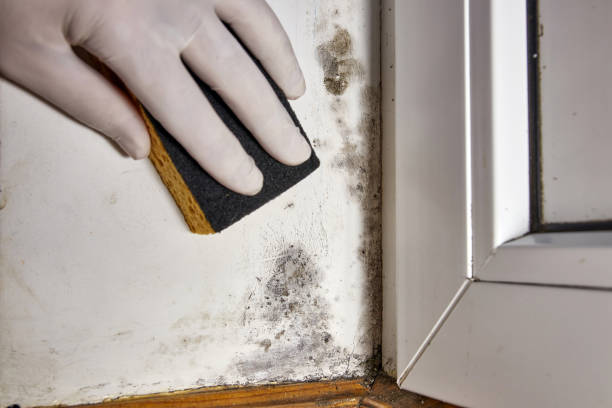 Best Mold Prevention Services  in Rome, GA