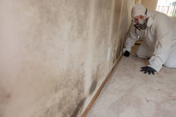 Best Mold Odor Removal Services  in Rome, GA